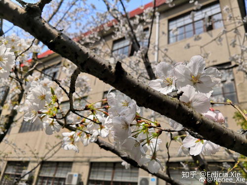中央财经大学学校校园环境怎么样